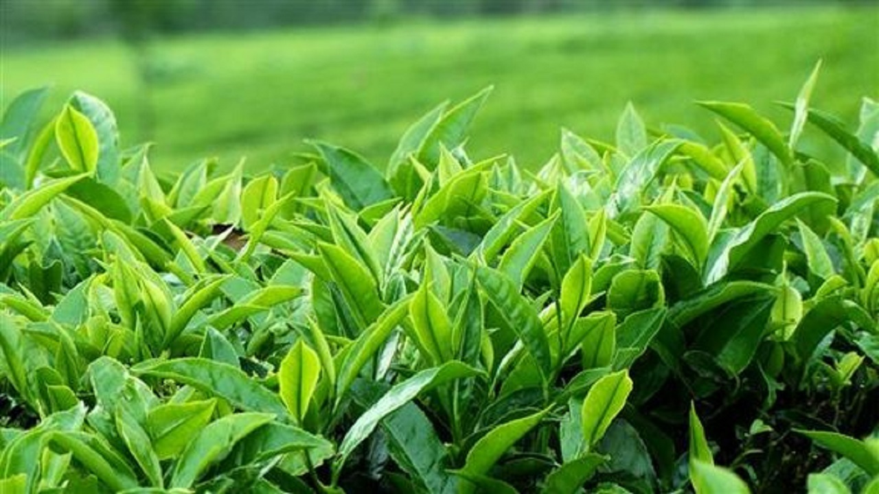 خریداری ۱۷ هزار تن برگ سبز چای از چایکاران شمال