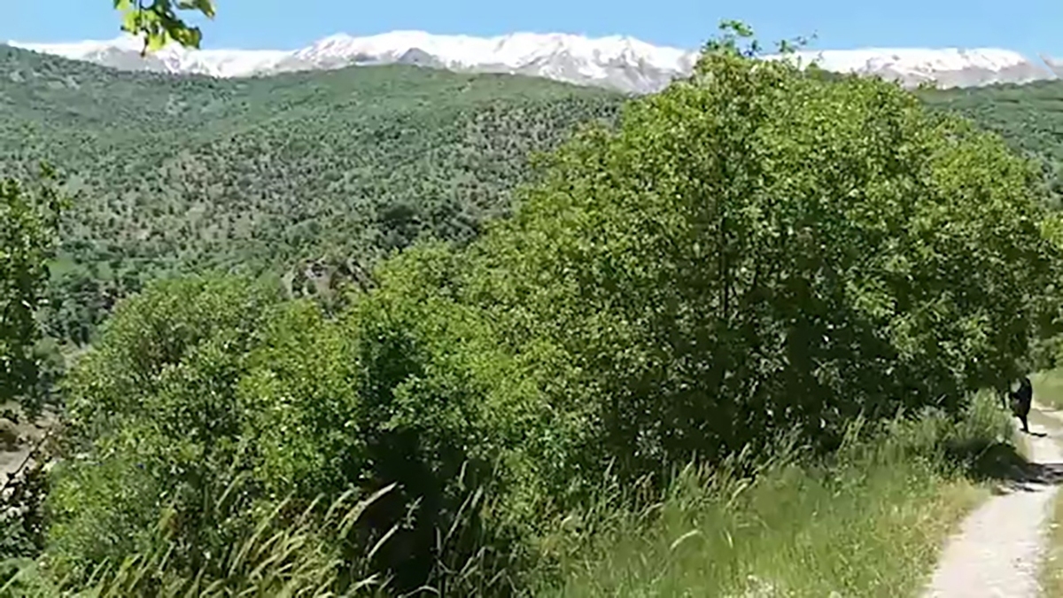 دشت شقایق‌های سرخ + فیلم