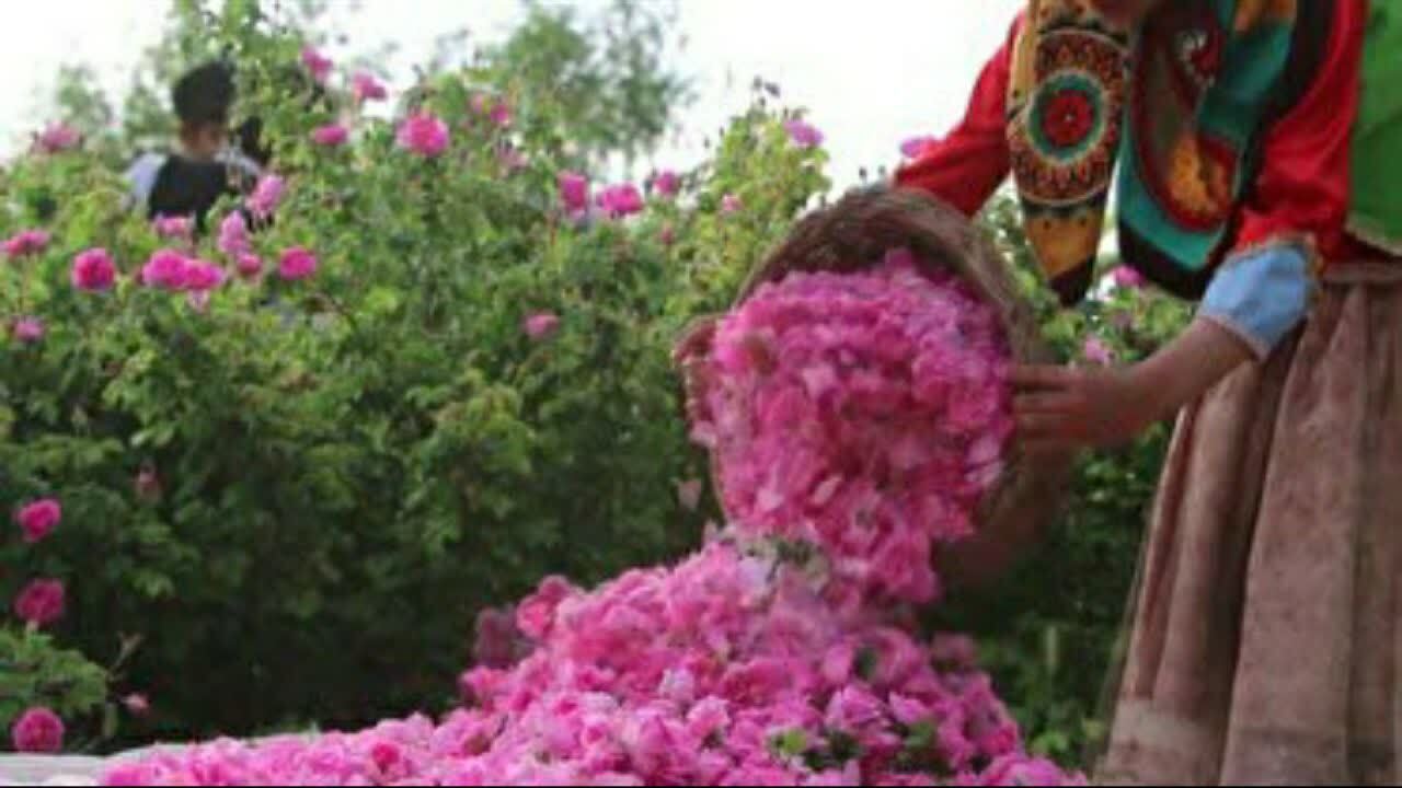 آغاز برداشت گل محمدی از گلستان‌های قمصر