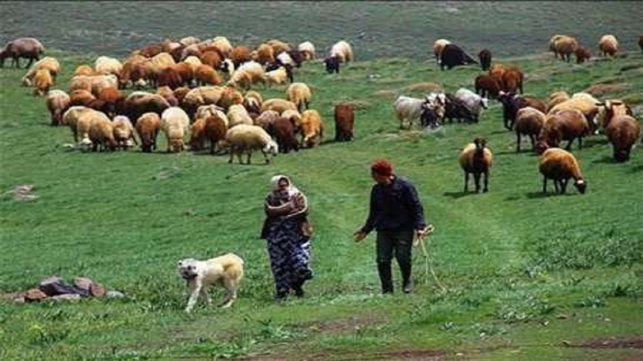 ورود زود هنگام دامداران به مراتع آذربایجان شرقی ممنوع است