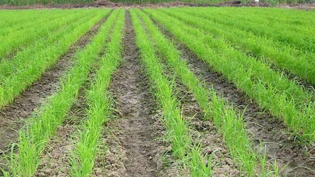 خشکه‌کاری برنج؛ راهکار صرفه‌جویی آب و مبارزه با خشکسالی گلستان است