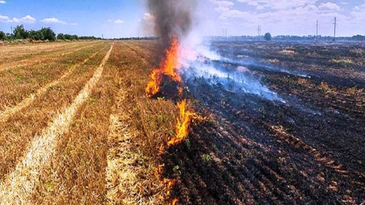 آتش زدن مزارع بعد از برداشت محصول ممنوع است