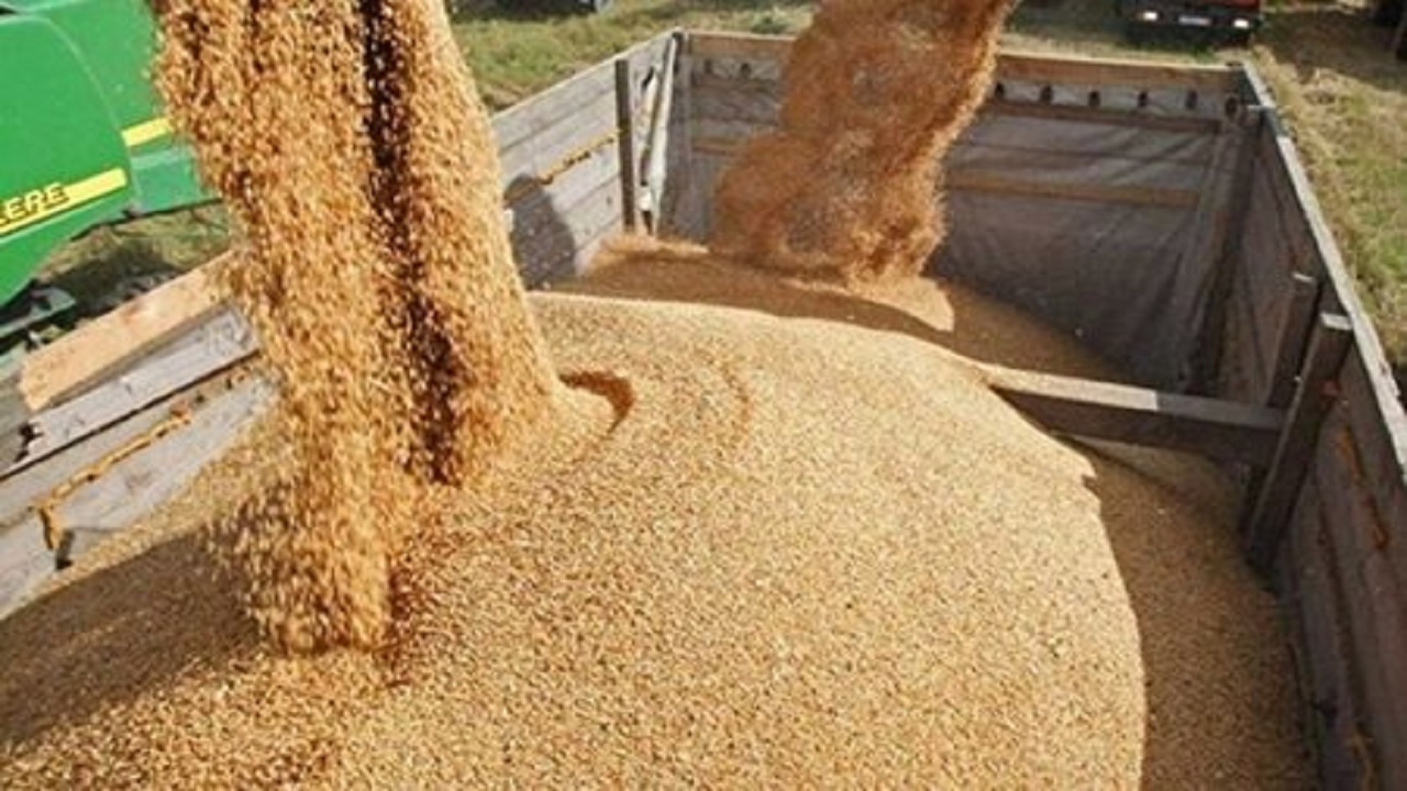 ۷۰هزار تُن گندم به سیلو‌های خوزستان حمل شد