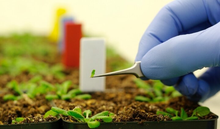 نخستین آزمایشگاه تولید زیست توده گیاهان به زودی راه اندازی می شود