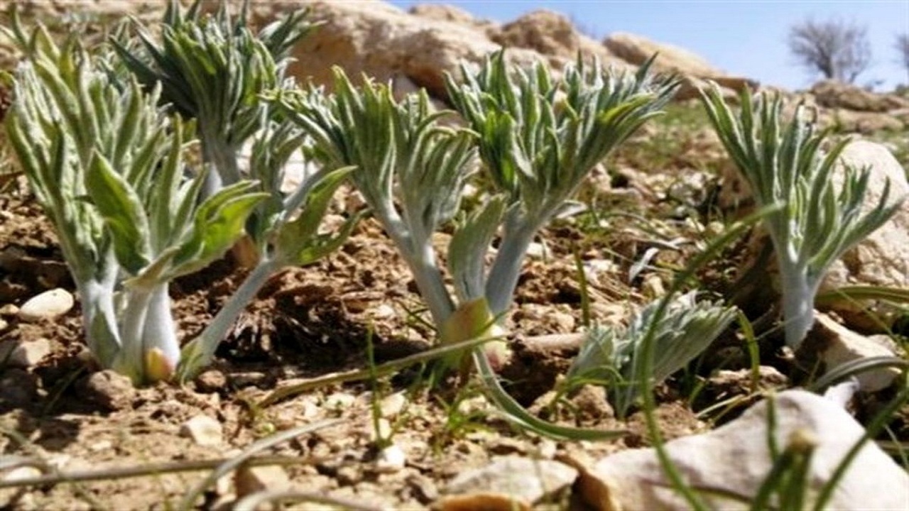 آذربایجان‌غربی رویشگاه ۱۵۰۰ گونه گیاهی/افزایش فهرست گیاهان دارویی ‏در حال انقراض