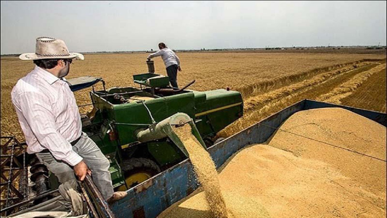 برداشت ۱۲۹ هزار تن گندم در استان بوشهر