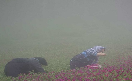 برداشت گل گاوزبان در هوای مه آلود اشکورات گیلان ، روستای آغوزبن کندسر+تصاویر