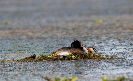جوجه‌آوری پرندگان آبزی در تالاب انزلی + تصاویر
