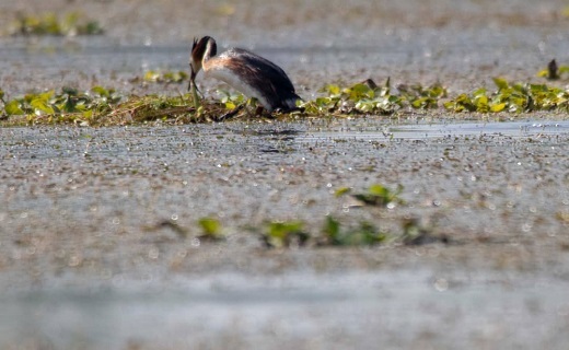جوجه‌آوری پرندگان آبزی در تالاب انزلی + تصاویر
