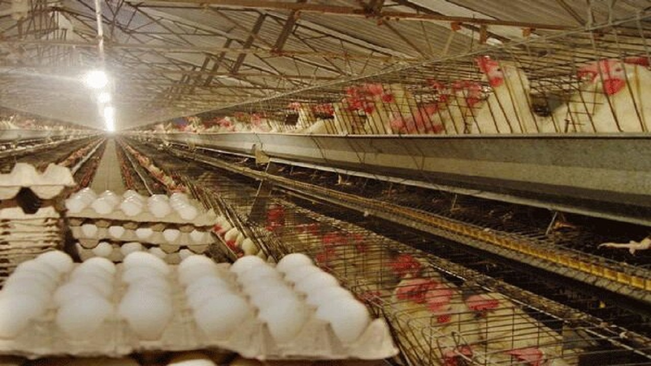 افزایش تولید گوشت مرغ در کرمانشاه