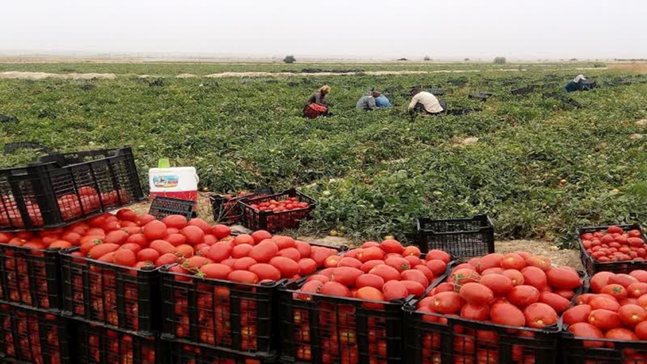 آغاز برداشت گوجه فرنگی از مزارع کازرون