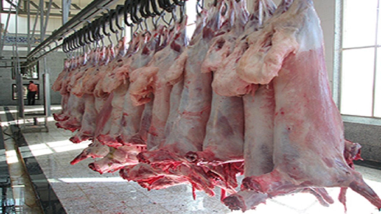 تولید ۵۶۰۰ تن گوشت قرمز در واحد‌های دامپروری استان قزوین