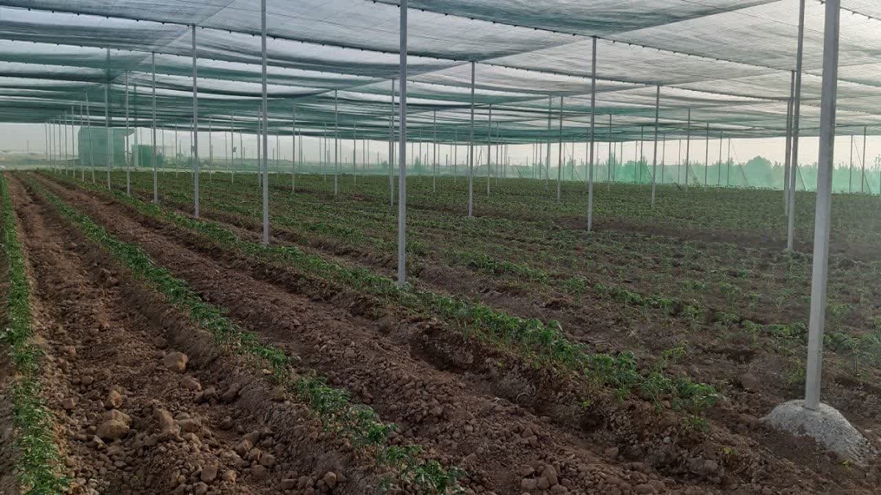 کشت گوجه فرنگی زیر سایبان در استان قزوین