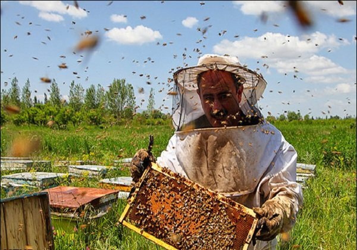 عسل اردبیل می‌تواند به یک برنده ملی و جهانی تبدیل شود