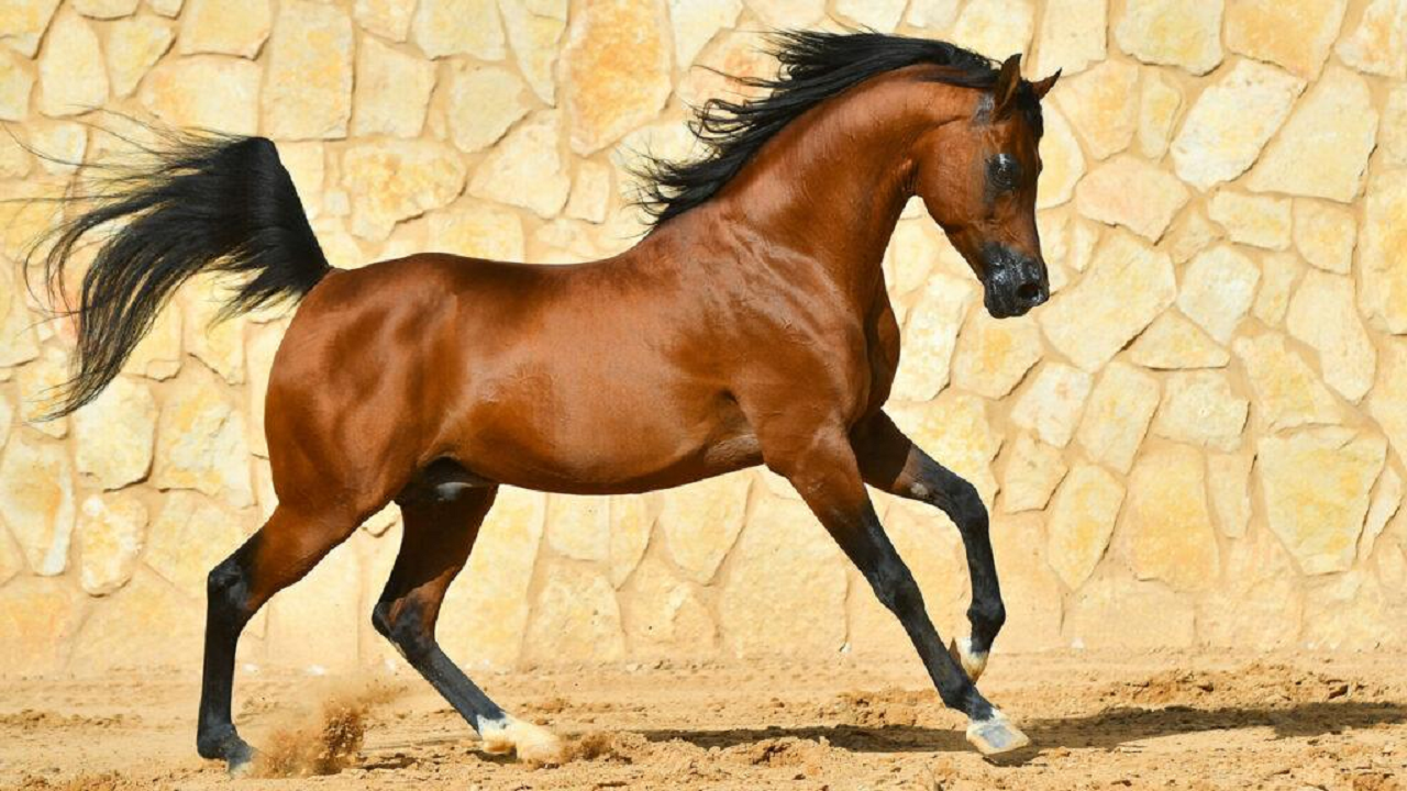 برگزاری مسابقات زیبایی اسب اصیل عرب در اشکذر