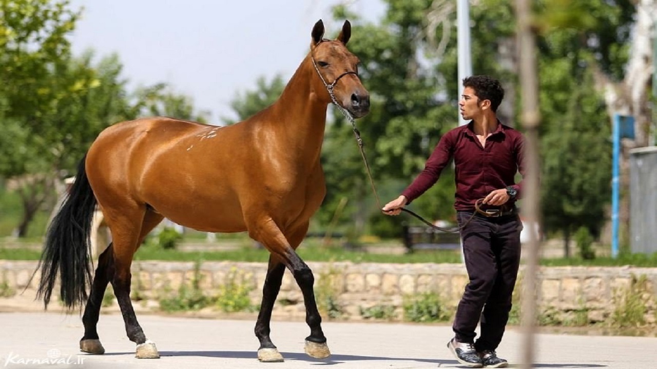 جشنواره زیبایی اسب اصیل ترکمن در بجنورد