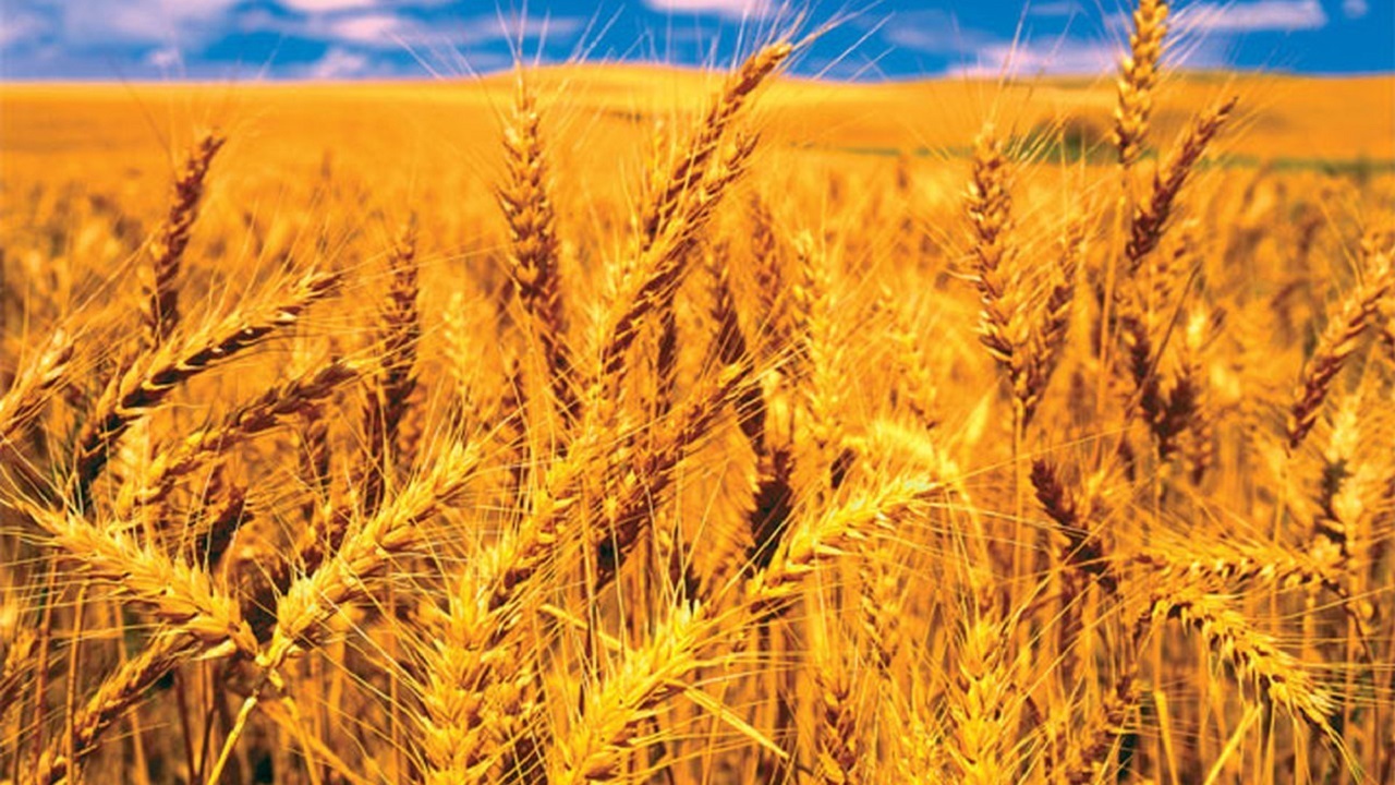 رکورد بی سابقه خرید ۶۲ هزار تن گندم در سیستان و بلوچستان 