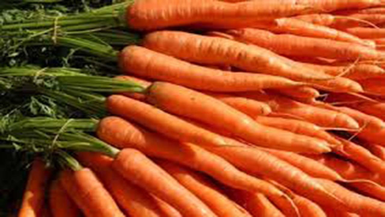 پیش بینی تولید بالغ بر ۸۲ هزار تن هویج در اقلید