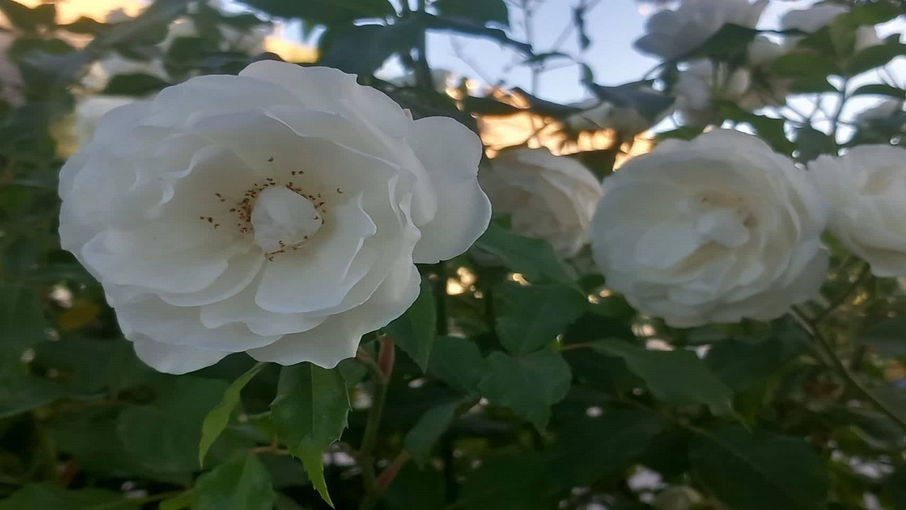 رویش گل‌های سفید در سمیرم به وقت بهار + تصاویر