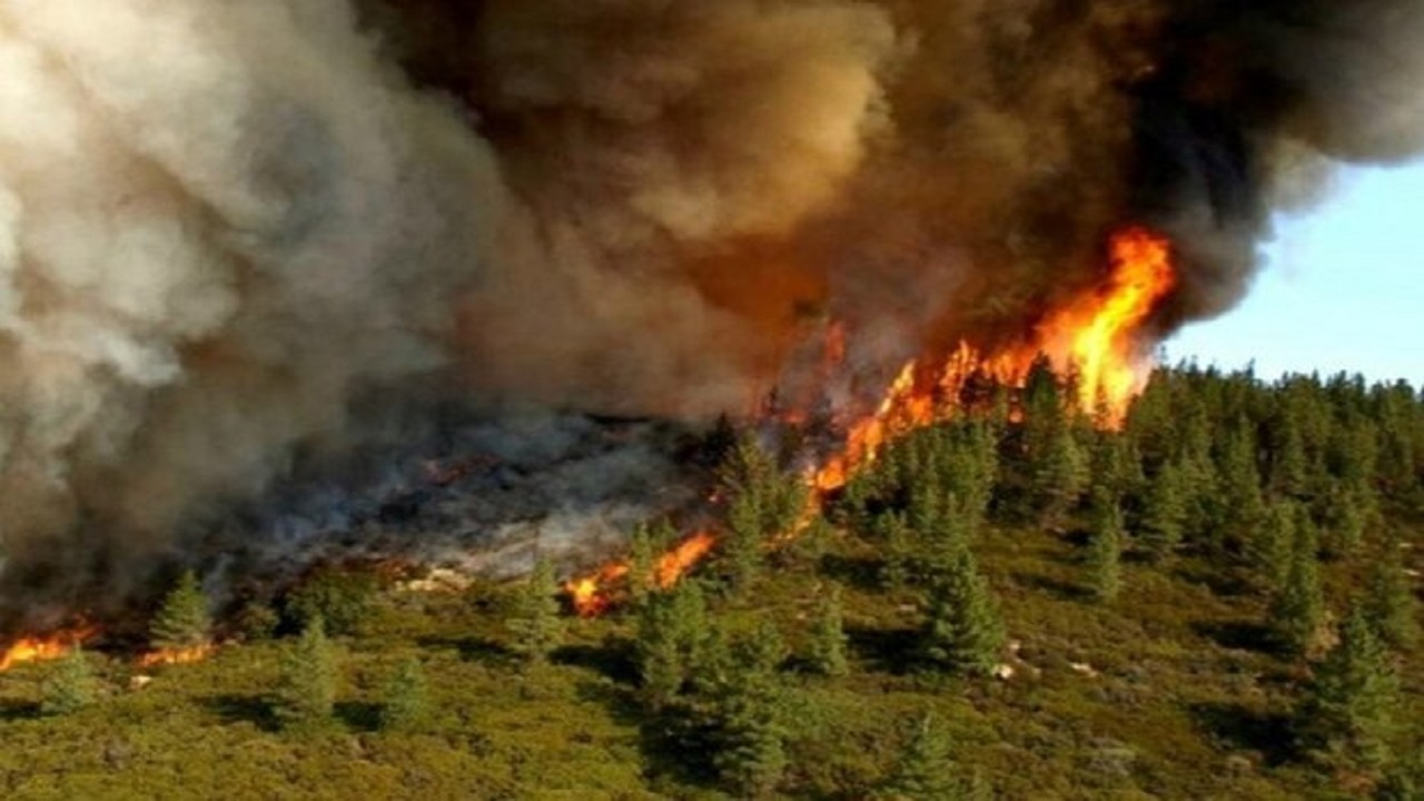 آتش سوزی در ۳۰ هکتار از باغات زیتون و پسته روستای زرده