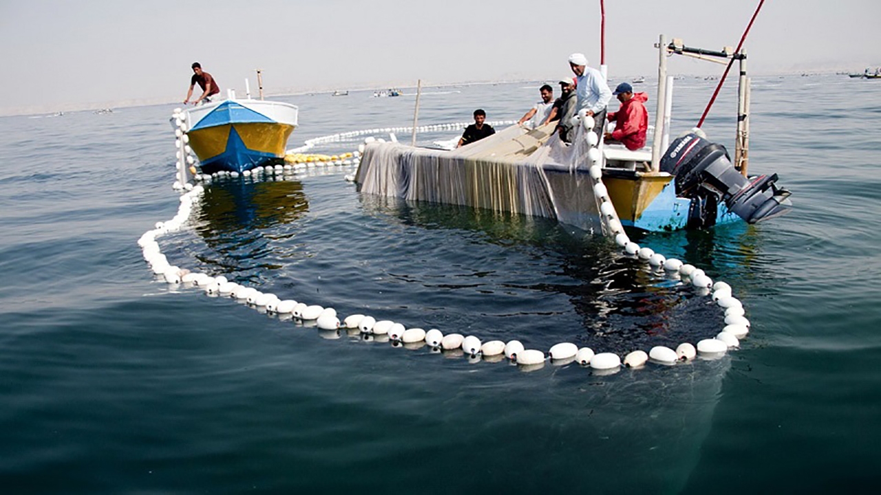 صید ۱۴ هزار تن ساردین ماهی در جاسک