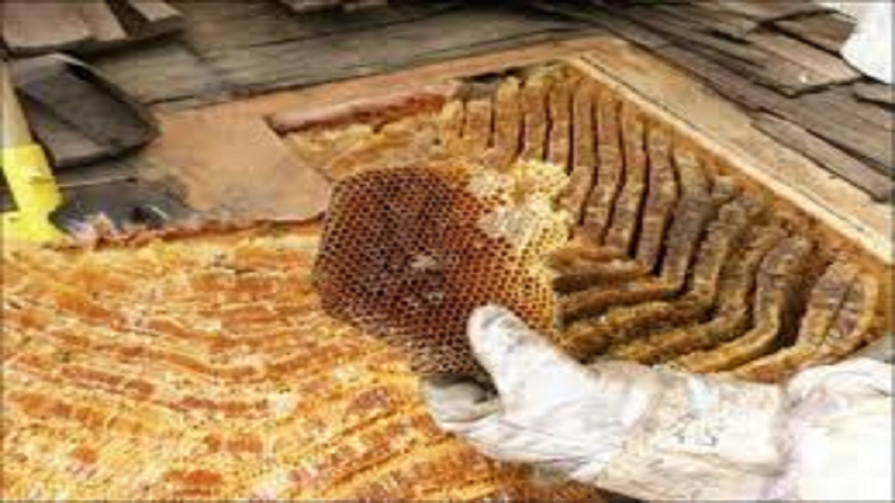 تولید بیش از هشت هزار تن عسل در زنبورستان‌های کرمانشاه