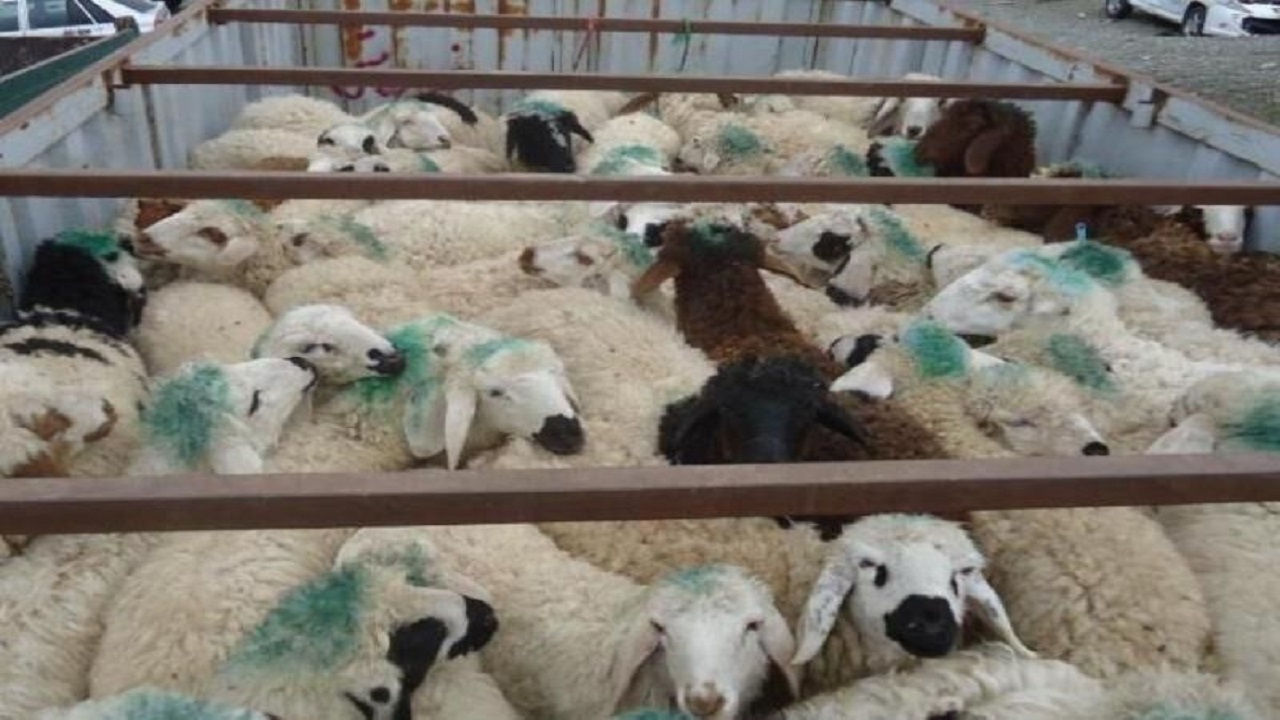 توقیف دو خودروی حامل ۱۶۰ رأس گوسفند در بیرجند