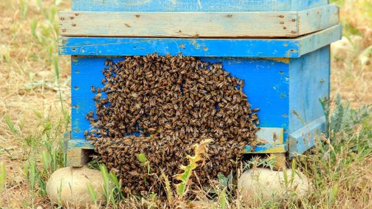 رهاسازی بیش از ۳ میلیون زنبور هابروبراکن در مزارع کرمانشاه