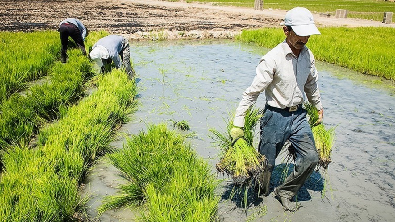 ممنوعیت کشت برنج در حوزه سد کرخه