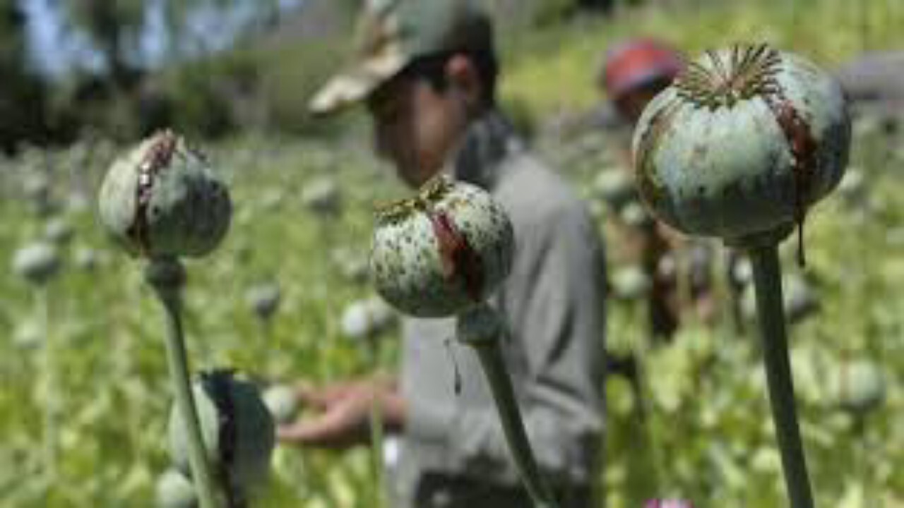 کاهش ۹۹ درصدی کشت تریاک در هلمند افغانستان