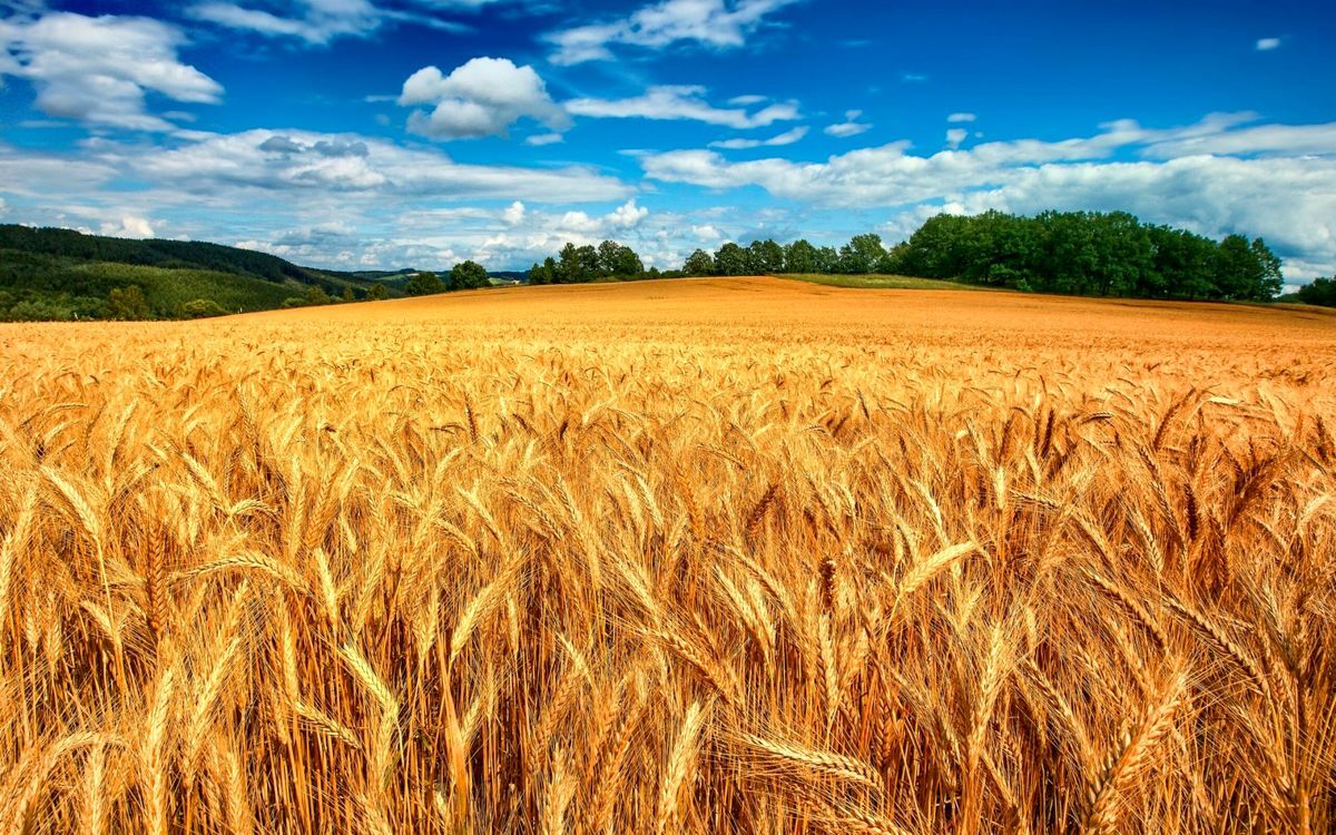 خریداری بیش از سه هزار تن گندم از کشاورزان استان مرکزی