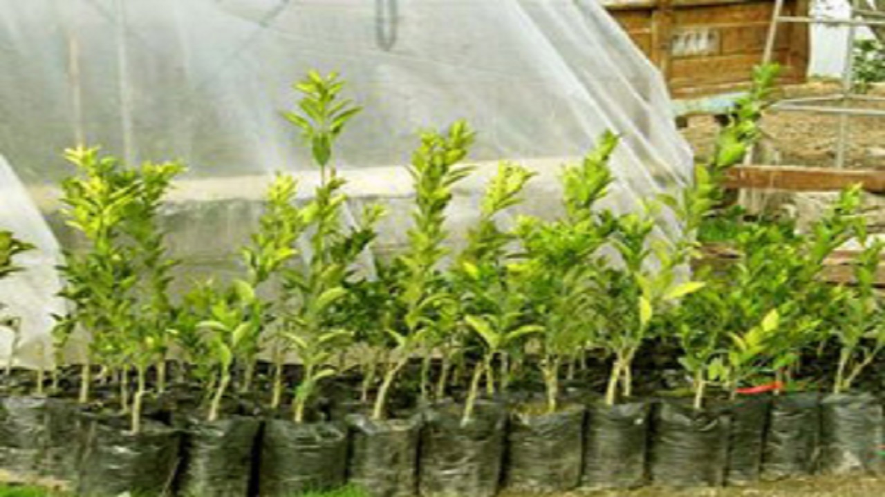پروژه گسترش درخت‌کاری و ارتقای فضای سبز در دانشگاه لرستان آغاز شد