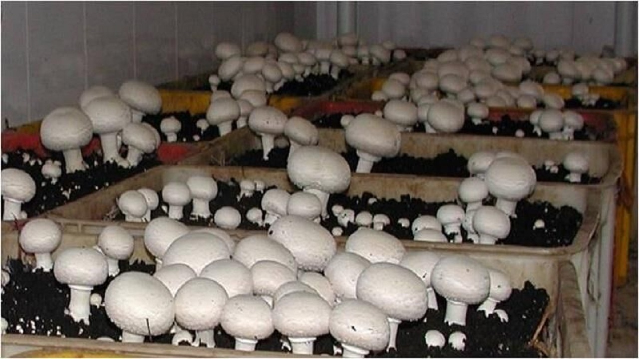 قارچ تولیدی در شهرستان سنقروکلیایی صادر می شود