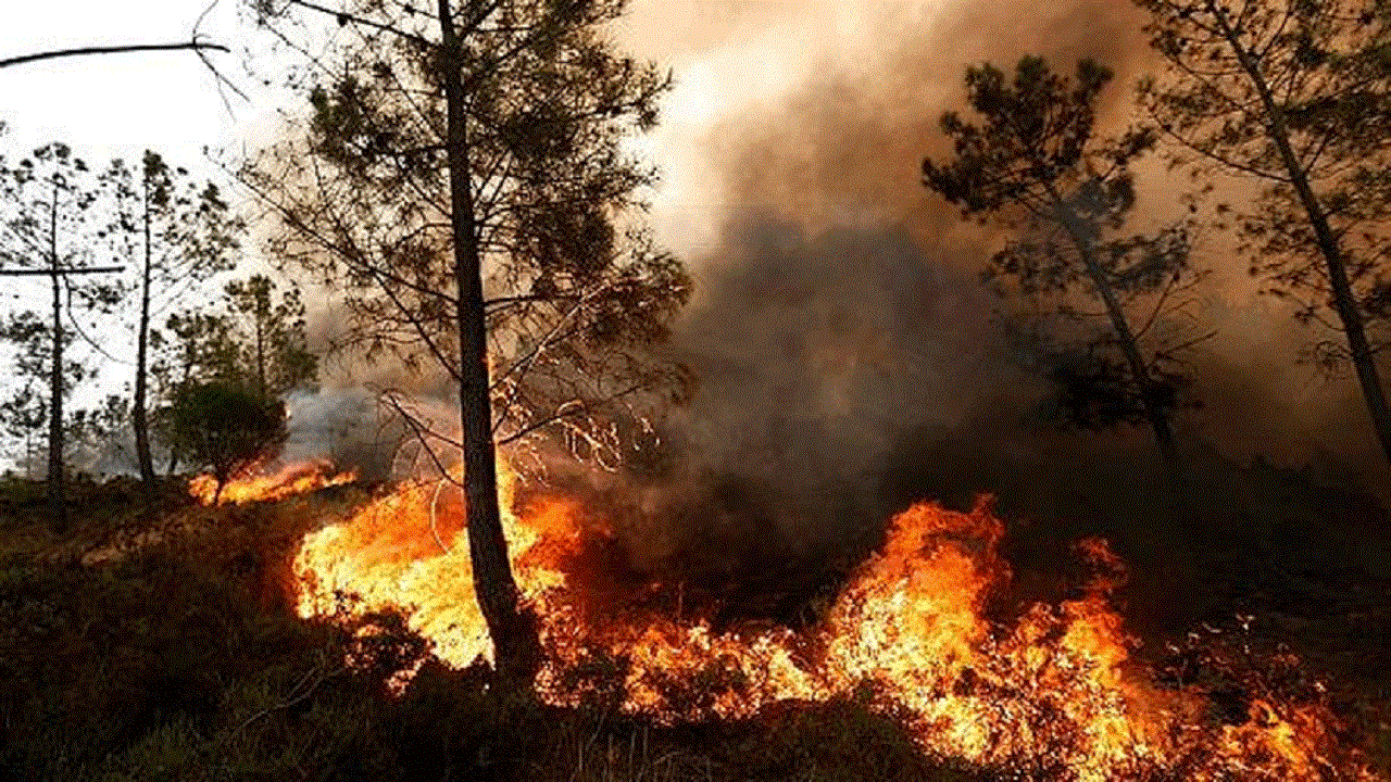 خسارت آتش سوزی به پنج هکتار از مراتع پاوه در منطقه بوزین و مرخیل