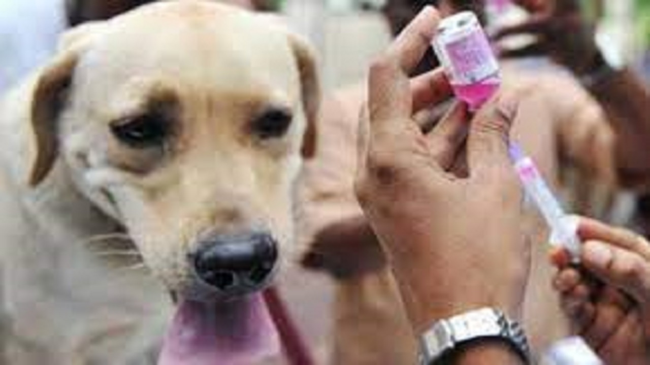 واکسیناسیون ۸۰۰ قلاده سگ در برابر بیماری هاری