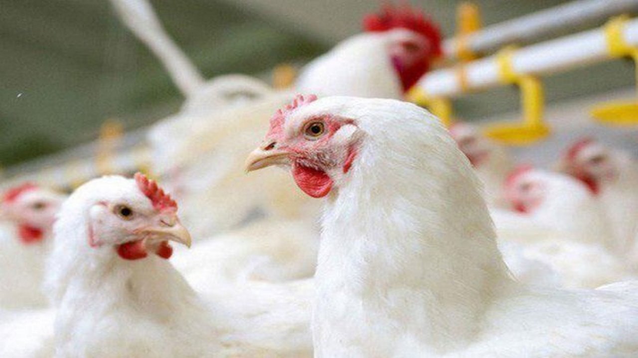 توقیف محموله مرغ زنده قاچاق در چرداول