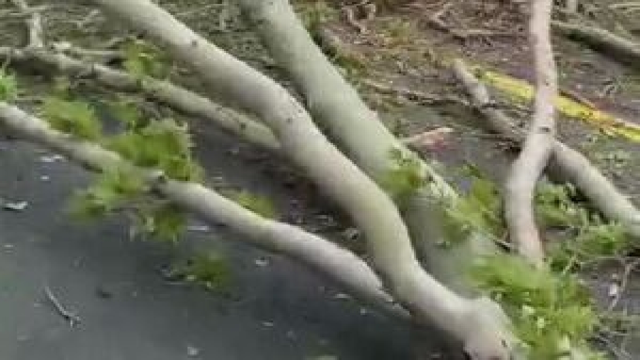سقوط یک درخت روی ۳ خودرو/ طوفان ترافیک پایتخت را غافلگیر کرد