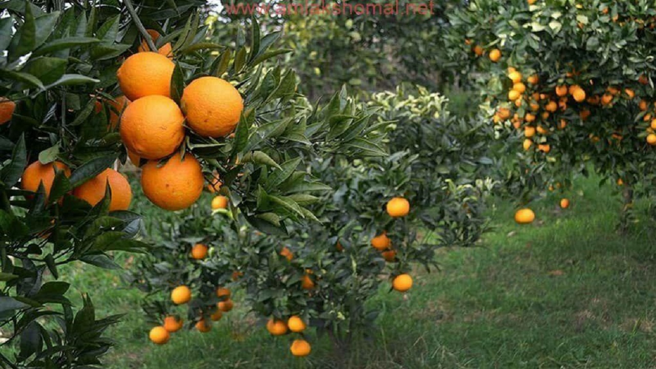 خودنمایی درختان پرتقال بر روی درختان دهستان بالاتجن + فیلم و تصاویر