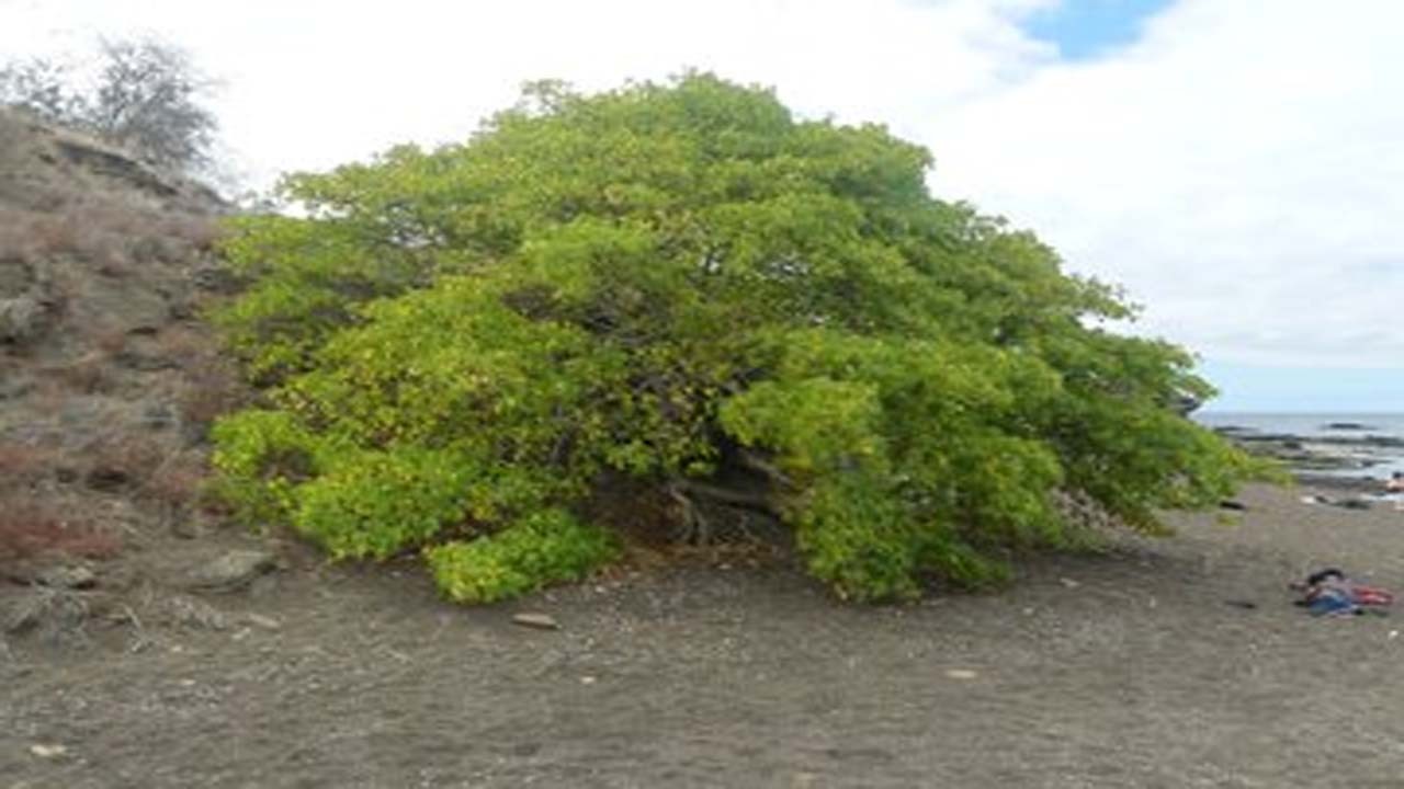 درخت مرگ؛ گیاهی که هیچ جانداری حق نزدیک شدن به آن را ندارد! + عکس
