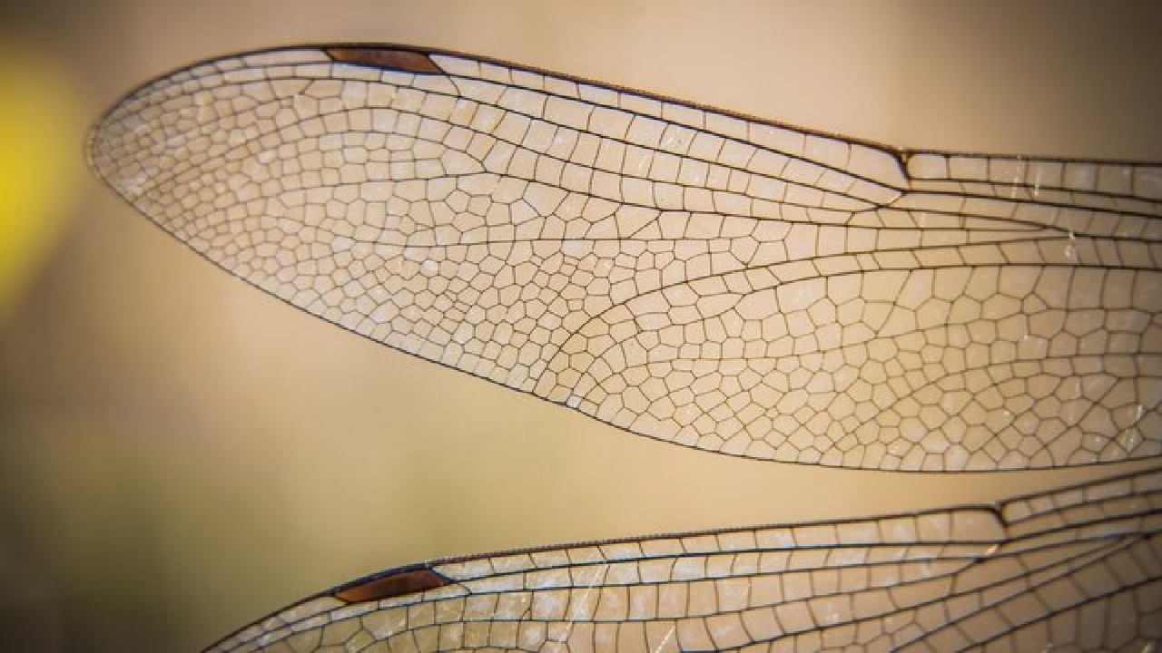 ساخت فناوری‌های خودتمیزکننده با الهام از بال حشرات