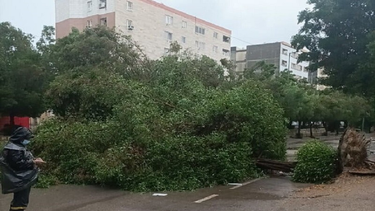 ریزش درخت اهالی شهرستان ساری را به دردسر انداخت
