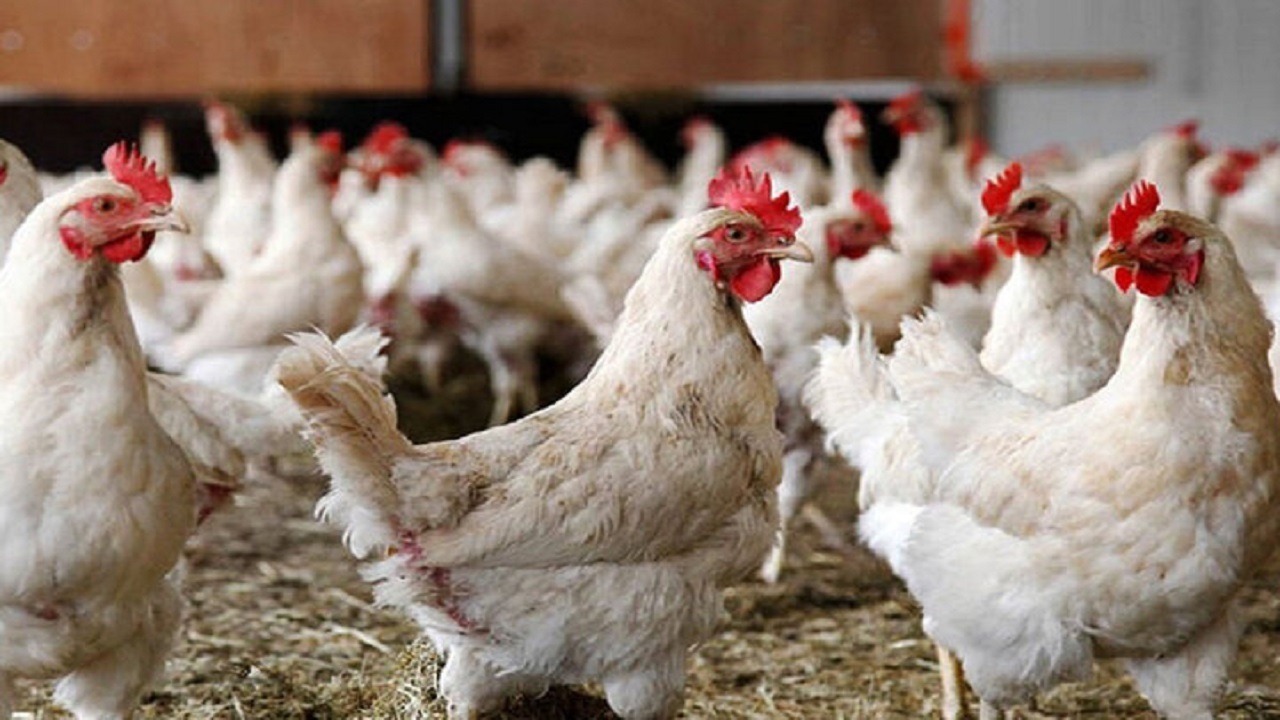 توقیف محموله‌های مرغ زنده قاچاق در زاهدان