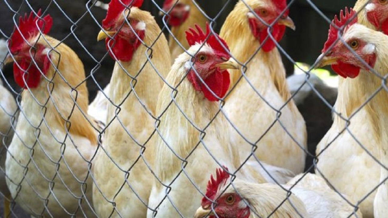هزار و ۸۰۰ قطعه مرغ قاچاق به مقصد نرسیدند