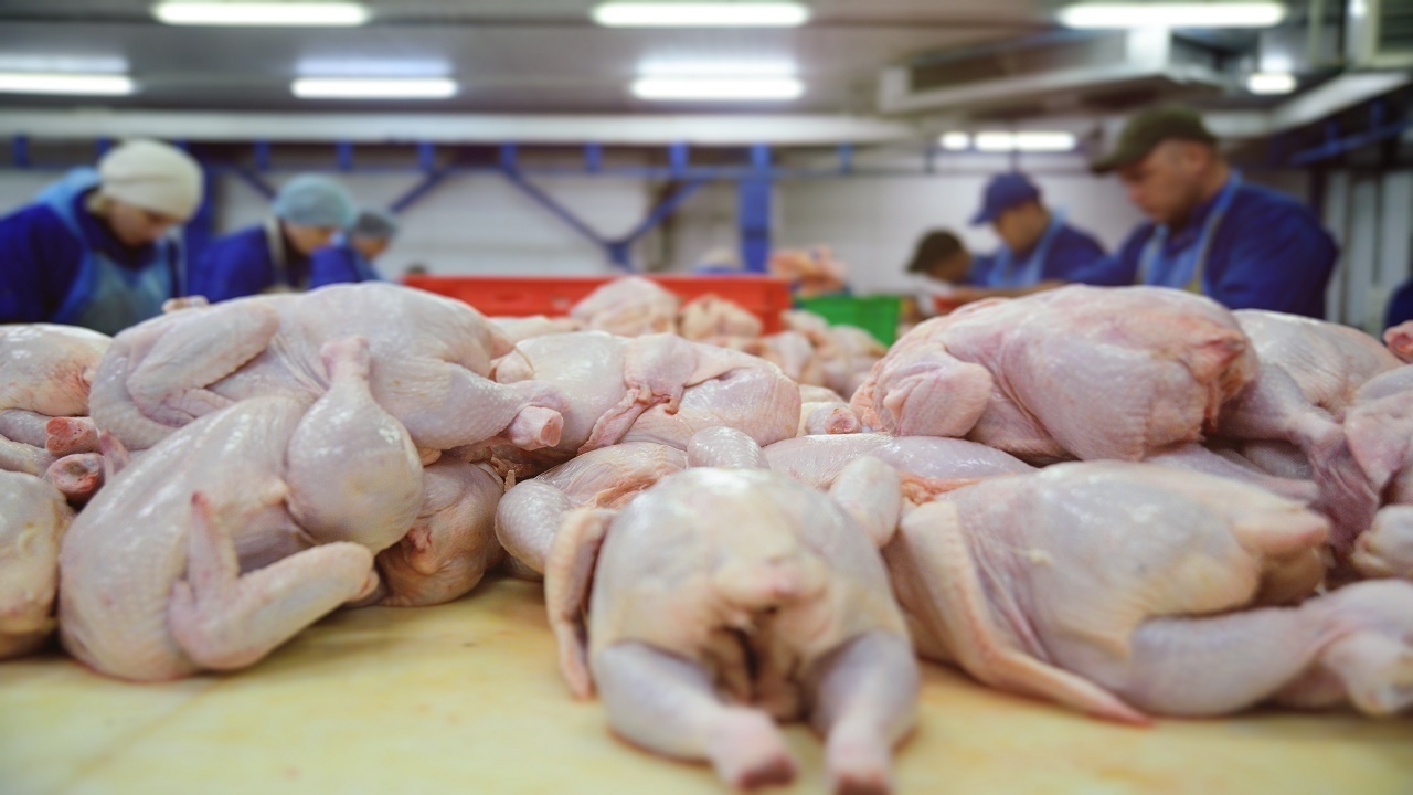 ظرفیت تولید مرغ در بوشهر افزایش یافت