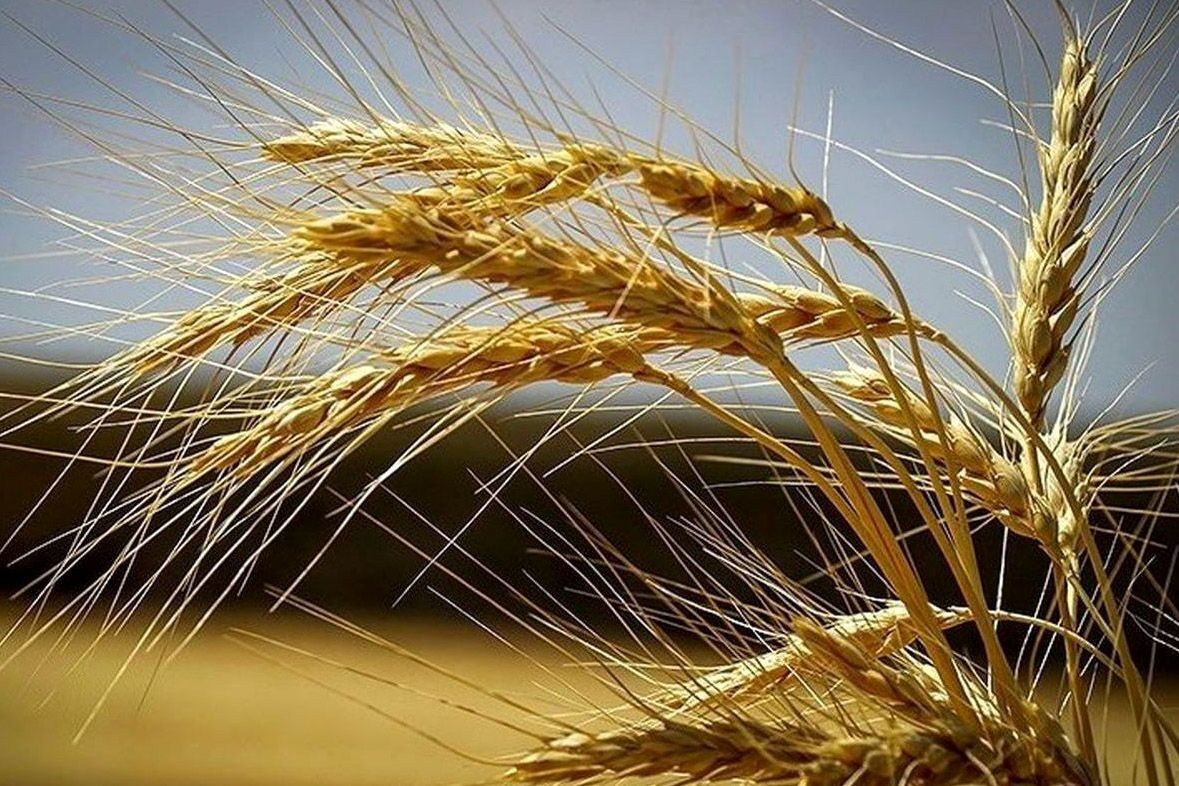 پیش بینی خرید بیش از ۱۵۰ هزار تن گندم از شمال استان اردبیل
