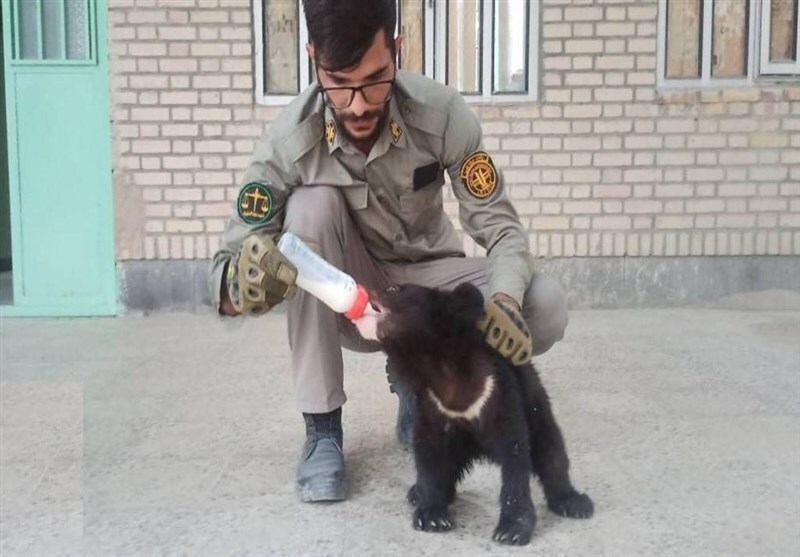 توله خرس سیاه بلوچستان به اصفهان منتقل می‌شود/ بازگشت ۲ قلاده خرس قاچاق از مشهد