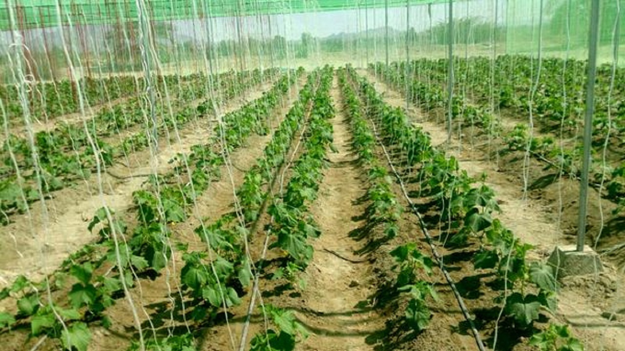 تولید ۵۰ هزارتن انواع محصولات باغی گلخانه‌ای ودارویی درسیستان وبلوچستان