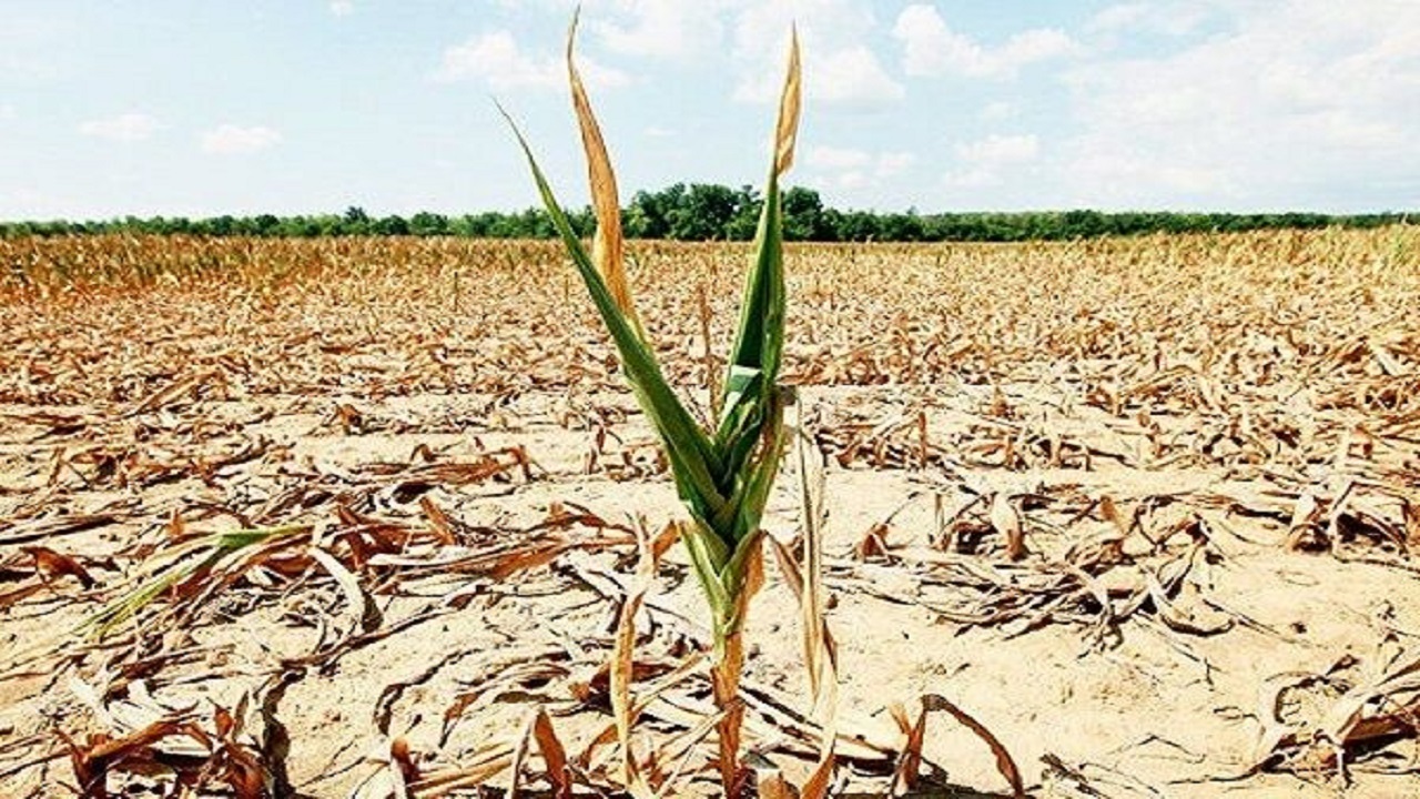 خشکسالی به ۸۰ درصد کشتزار‌های جو در گلستان خسارت زد