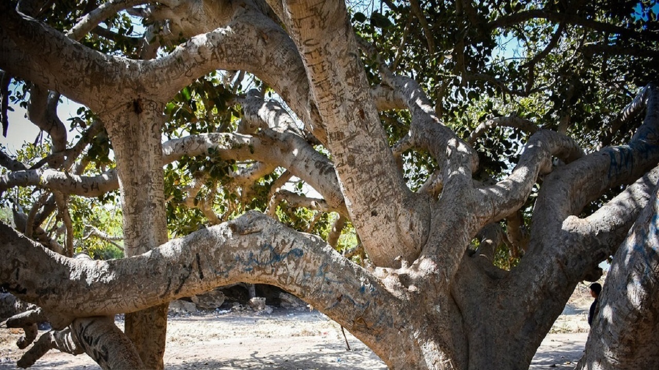 زخم یادگاری بر پیکر درختان کهنسال