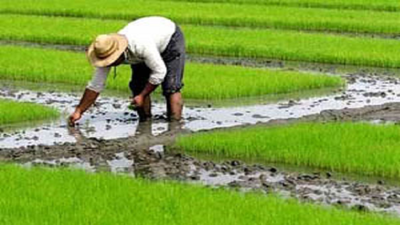 ممنوعیت کشت برنج و گیاهان آبدوست در بخش «شاهیوند»